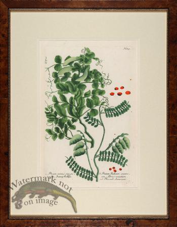 Weinmann Burl with Gold DM 01